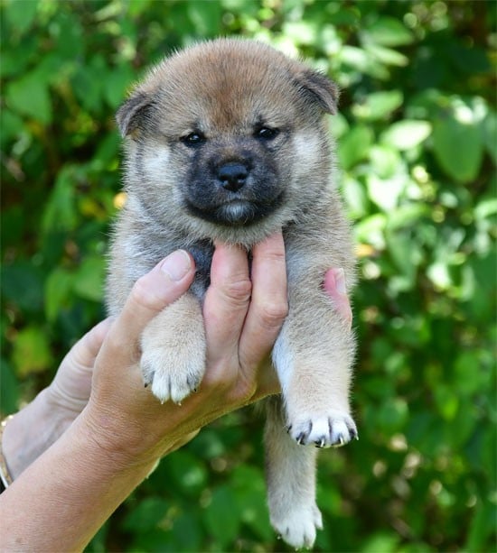 Shiba - de dame nature