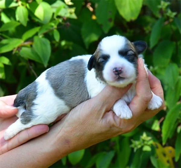 Chiot Coton de Tulear