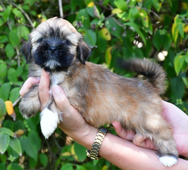 Lhassa Apso - de dame nature