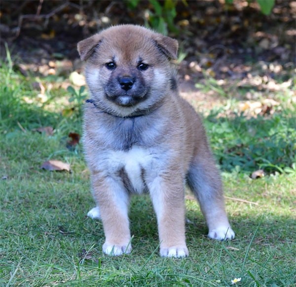 Shiba - de dame nature