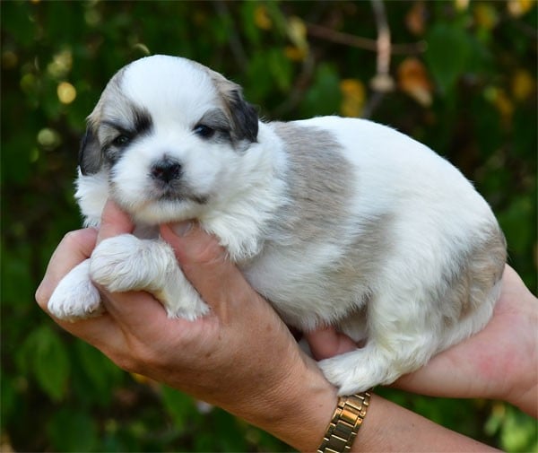 Coton de Tulear - de dame nature