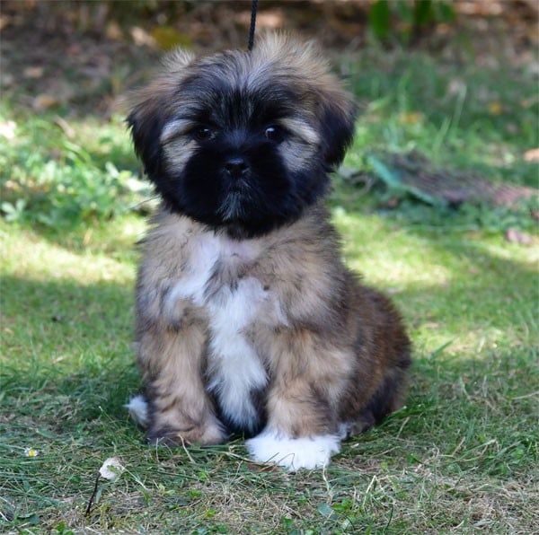 Lhassa Apso - de dame nature
