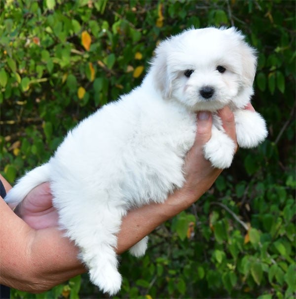 Coton de Tulear - de dame nature