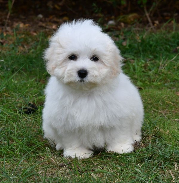Coton de Tulear - de dame nature