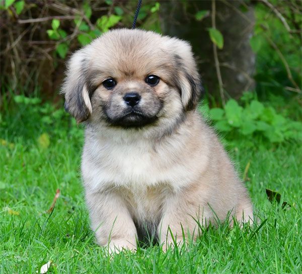 Epagneul tibetain - de dame nature