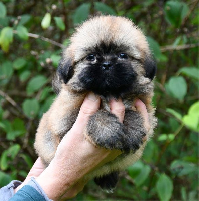 Les chiots de Lhassa Apso