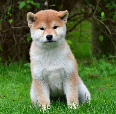 Les chiots de Shiba