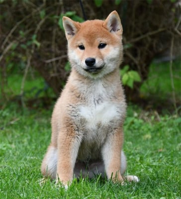 Les chiots de Shiba