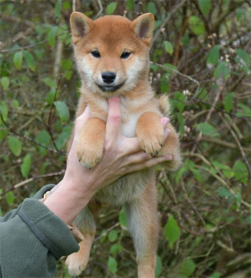 Les chiots de Shiba