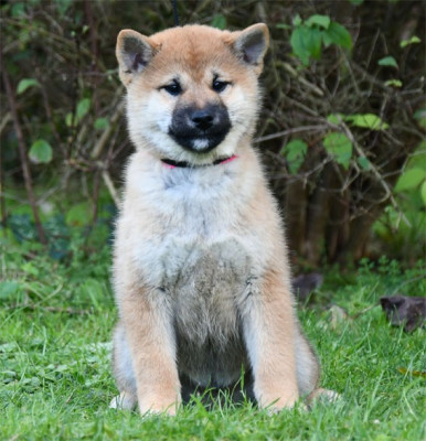 Les chiots de Shiba