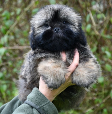 Les chiots de Lhassa Apso