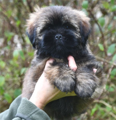 Les chiots de Lhassa Apso