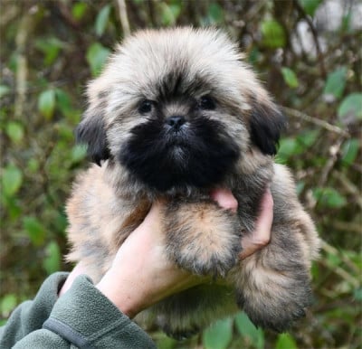 Les chiots de Lhassa Apso