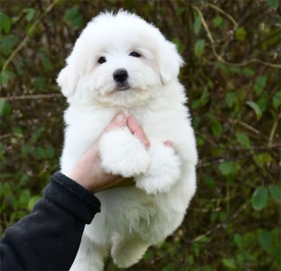 Les chiots de Coton de Tulear