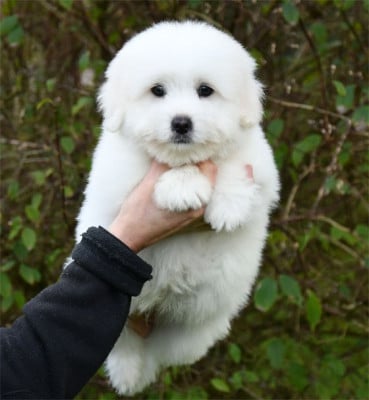Les chiots de Coton de Tulear