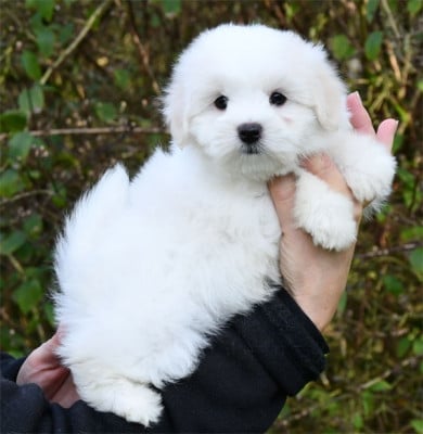 Les chiots de Coton de Tulear