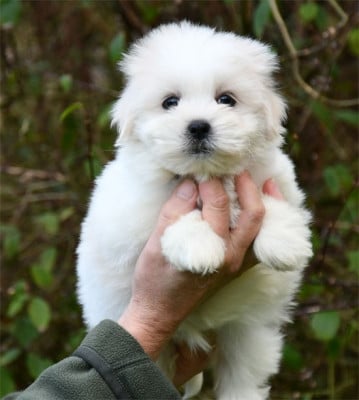 Les chiots de Coton de Tulear