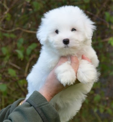 Les chiots de Coton de Tulear