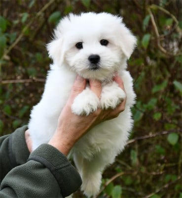 Les chiots de Coton de Tulear
