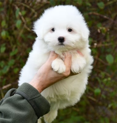 Les chiots de Coton de Tulear