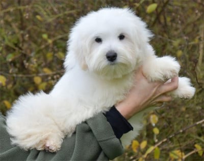 Les chiots de Coton de Tulear