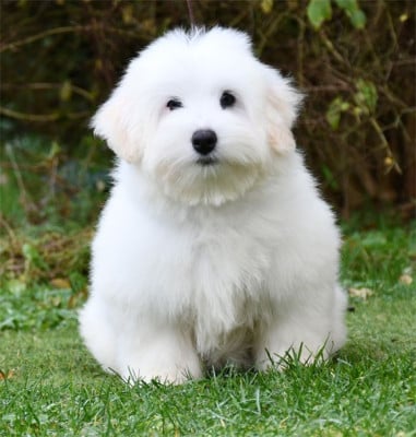 Les chiots de Coton de Tulear