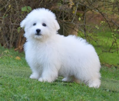 Les chiots de Coton de Tulear