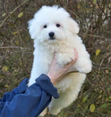 Les chiots de Coton de Tulear