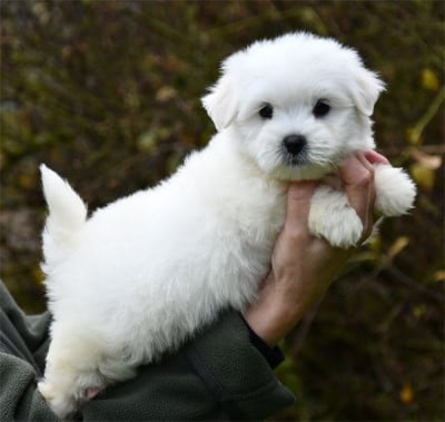 Les chiots de Coton de Tulear