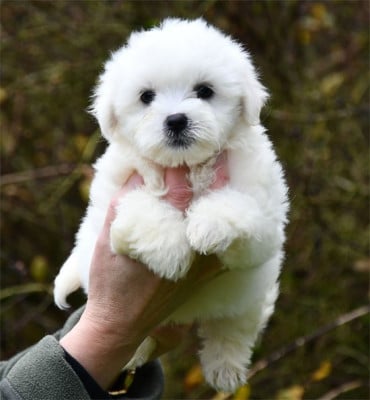 Les chiots de Coton de Tulear