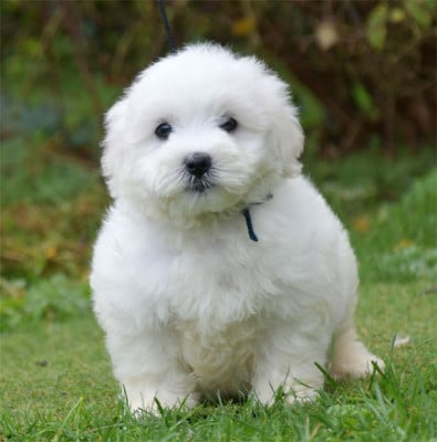 Les chiots de Coton de Tulear