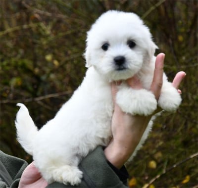 Les chiots de Coton de Tulear