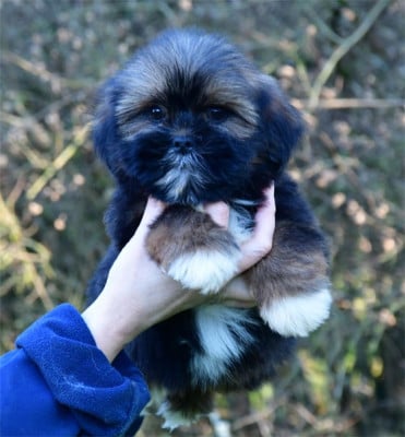 Lhassa Apso
