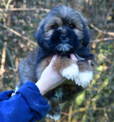 CHIOT 2 - Lhassa Apso