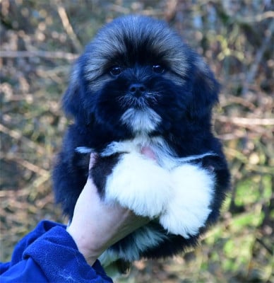 CHIOT 3 - Lhassa Apso