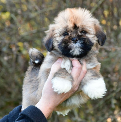 Les chiots de Lhassa Apso