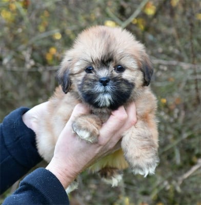 Les chiots de Lhassa Apso