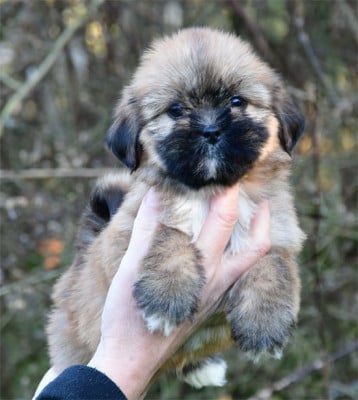 Les chiots de Lhassa Apso