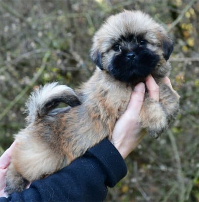 Les chiots de Lhassa Apso