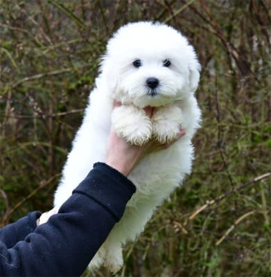 Les chiots de Coton de Tulear