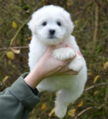 Les chiots de Coton de Tulear