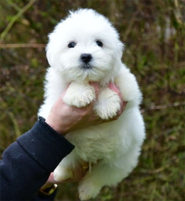 Les chiots de Coton de Tulear