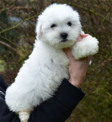 Les chiots de Coton de Tulear
