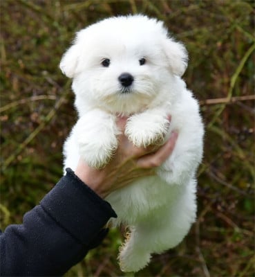 Les chiots de Coton de Tulear