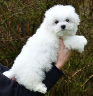 Les chiots de Coton de Tulear