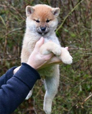 Les chiots de Shiba
