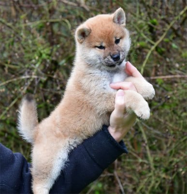 Les chiots de Shiba