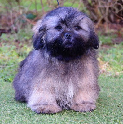 Les chiots de Lhassa Apso