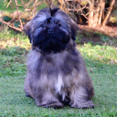 Les chiots de Lhassa Apso
