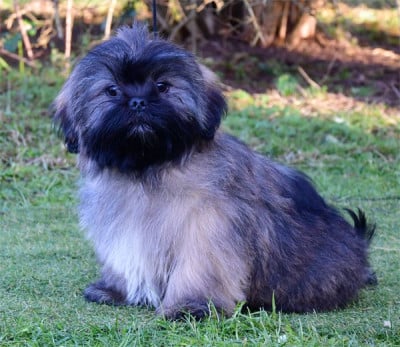 Les chiots de Lhassa Apso